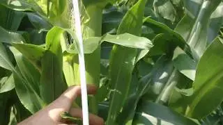 5 ear corn 1