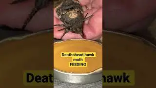 Deathshead Hawk moth feeding #deathhead #moth #insect #moths #hawkmoth