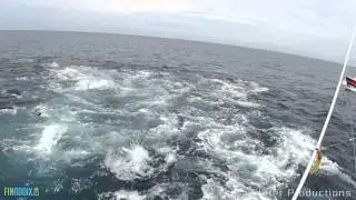 EPIC TUNA frenzy in Panama!!! Turn up the volume!!
