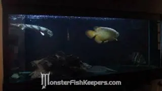 ezman's Monster Tank : MonsterFishKeepers.com : HD Quality