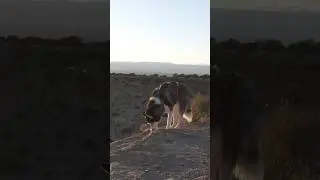 Camping with dogs In the desert #dog #huskyadventures #husky