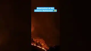 Destruction of the Amazon Rainforest? 😲 | Tamil | Shorts | JY Entertainment