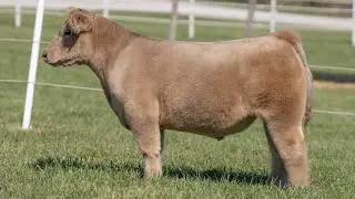 GORETSKA 14