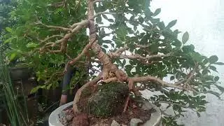 ficus Green island I share ko lng cascade style mga bonsai ka Lovers 💕💗🌱🌱⛄🎄🌲