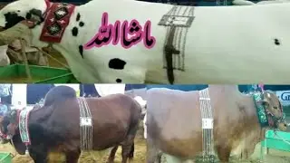 visit at Rabbani Cattle Farm 2020