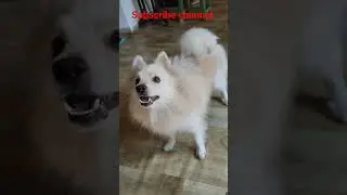 japanese spitz dog barking #dog #pets #barking