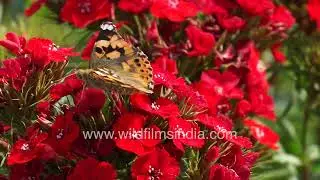 A garden of wings: Butterflies feeding on Sweet William blooms (Macro Cinematic)