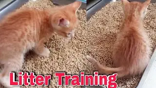 Kitten learning to use the litter box - Big Surprise Coming -  CatsLifePH