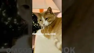 OM Gosh! You look amazing! 🐈✨🙀 #omgosh #youlookamazing #adorablecats #trendingcats #funnycats