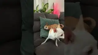 Niki and Chip love to play together 🤣