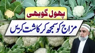 Understanding the behavior of Cauliflower to achieve better production || Crop Reformer
