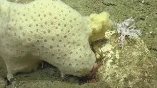 ROV Hercules Dive NA124 H1843 2020 11 01 20 57 05 070 UTC 7 W1