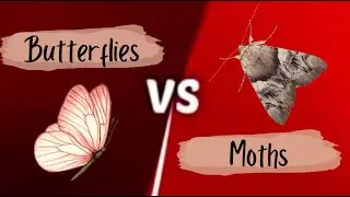 Butterfly vs Moth: What's The Difference?