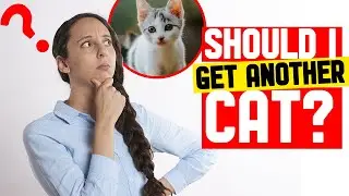 Don't Get Another Cat Before You Watch This!