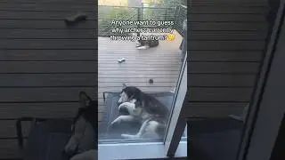 Huskies really are just bigger, fluffier toddlers. 🐺🙄😅 #siberianderpskies #husky #siberianhusky