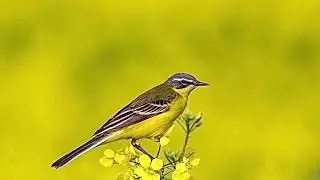 Yellow wagtail call