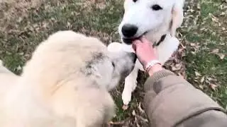 Juno and Chase our Anatolian Great PYRANESE very big young livestock guardian puppies are amazing