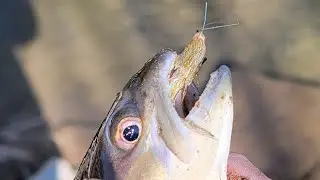 Streamer Fly Fishing