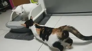 What do u expect when your cat is in heat? |Ember