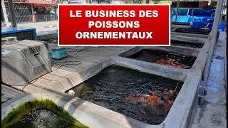Business des poissons ornementaux
