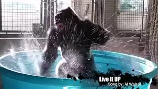 Gorilla dancing in Pool - (long version)