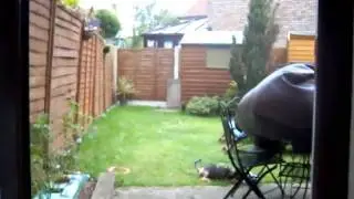Desperate Dan the lowchen