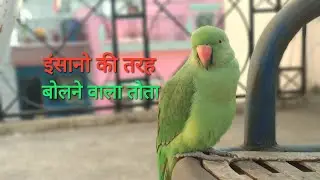 तोता जो सब कुछ बोलता है 😬