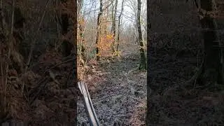 Sanglier loup&eacute; dans les bottes en Meuse #board #chasse #chasseausanglier #hunting #sangliers #meuse