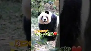 【 大熊猫奇一 &bull;Cute Panda Qiyi】可爱😄❤️ #panda#pandaqiyi#pandas