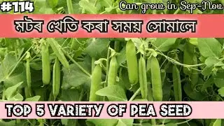পাঁচ বিধ ভাল জাতৰ মটৰ গুটি // Top 5 pea seed variety for farming // মটৰমাহৰ খেতি 