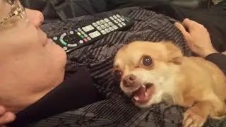 🐶KILLER CHIHUAHUA! DEFENDER🐶