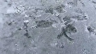 ASMR NATURE | Ice Popping , Tree Scratching, Snow Crunching, Soft Spoken for a Deep Sleep 😴 🥶