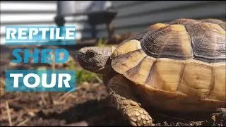 Reptile Shed Tour