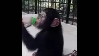 HOW SMALL MONKEY DRINK MILK #shorts #monkey #2021