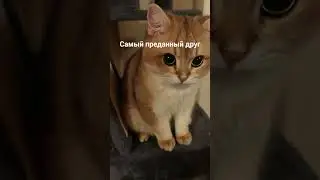 Закрыл своим телом #cat #kitten #котики #котик
