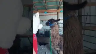 Person in llama costume tries interacting with real ones