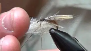 l'Emergente de sedge