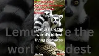 Forest Creator Ring Tailed Lemur #shorts