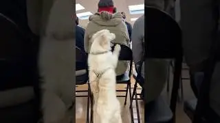 In this place&hellip;Dogs adopt humans🫠 #dogs #adoptme #adoptdontshop #fortyou #fyp #shortsvideo #viral