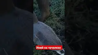 Иний на чучалках. Вечный вопрос пугает ли это гуся.