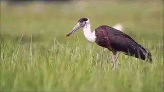 Woolly-necked stork