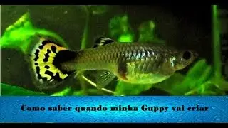 Como saber quando minha Guppy vai criar?