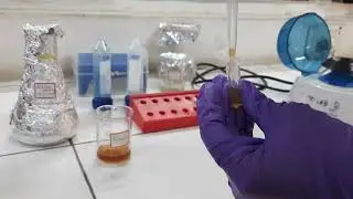 ISOLATION OF PLANT PROTOPLASTS / ENZYMATIC METHOD / PLANT BIOTECHNOLOGY