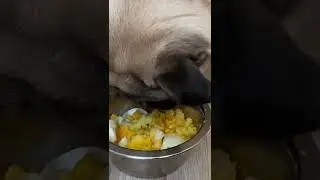 Pug eating boiled eggs 🥚 #shorts
