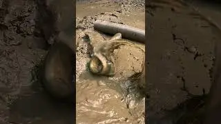 Amazing Mud Fishing Technique! Big Catfish Catch inside Mud 🐟 #fishing