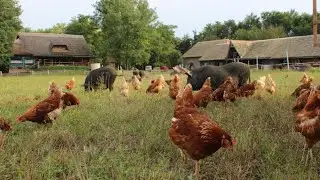 FREE-RANGE AND ORGANIC FARMING OF EGGS AND PORK ~ Isa Brown & Mangulitza