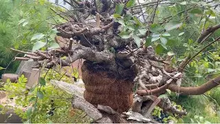 「秋季」9月｜盆景高压后取下的时机与方法Autumn · September | When and How to Remove Air Layers from Bonsai 