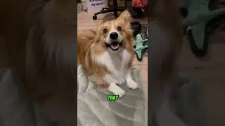 Вот как иногда чувствуешь себя, когда у тебя есть собака... #корги #смешно #собаки