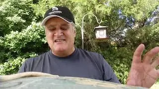 New Bud Light Lemon Tea Beer Review