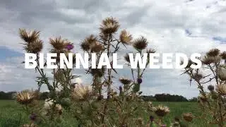 Biennial Weeds